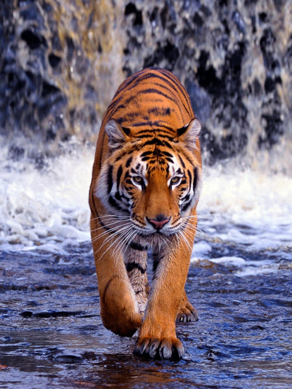 Tiger Mobile Wallpaper