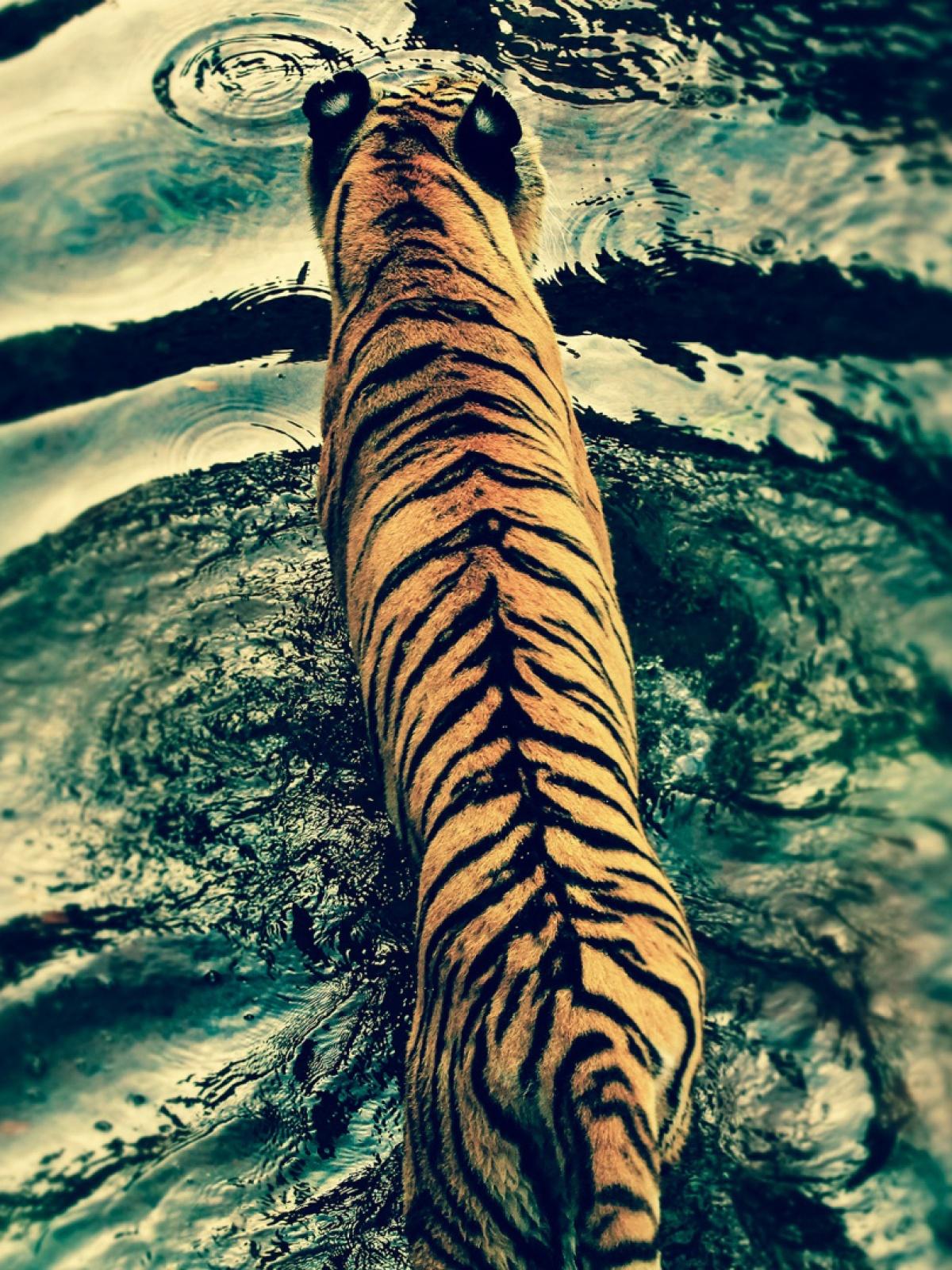 Tiger In Disneys Animal Kingdom Mobile Wallpaper