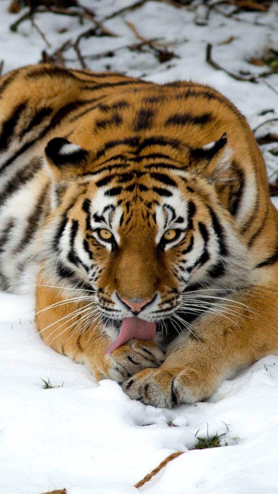 Download Tiger Winter Snow Free Pure 4K Ultra HD Mobile