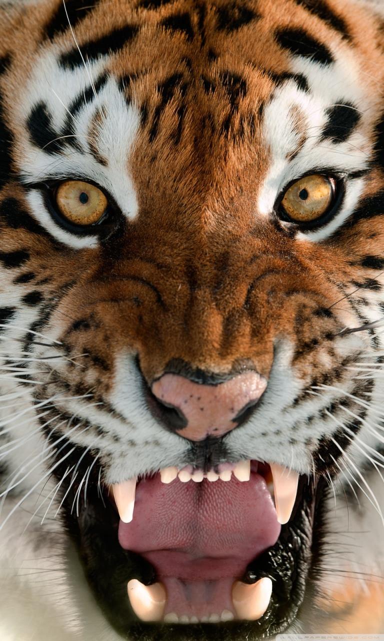 Tiger Roar Face Ultra HD Desktop Background Wallpaper for 4K UHD