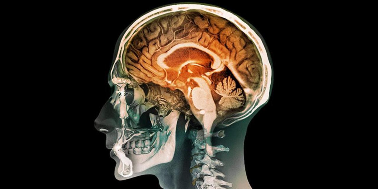 Human Brain Wallpaper HD 36896