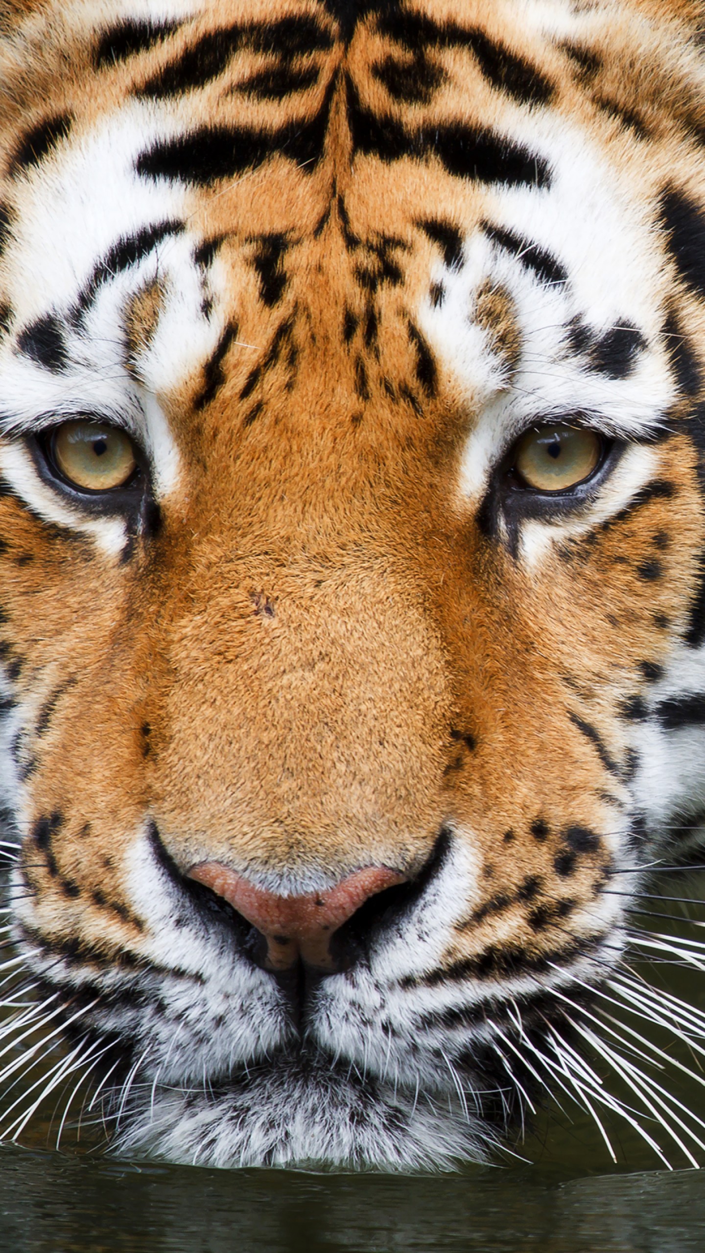 Wallpaper Tiger, Close up, Zoo, HD, Animals