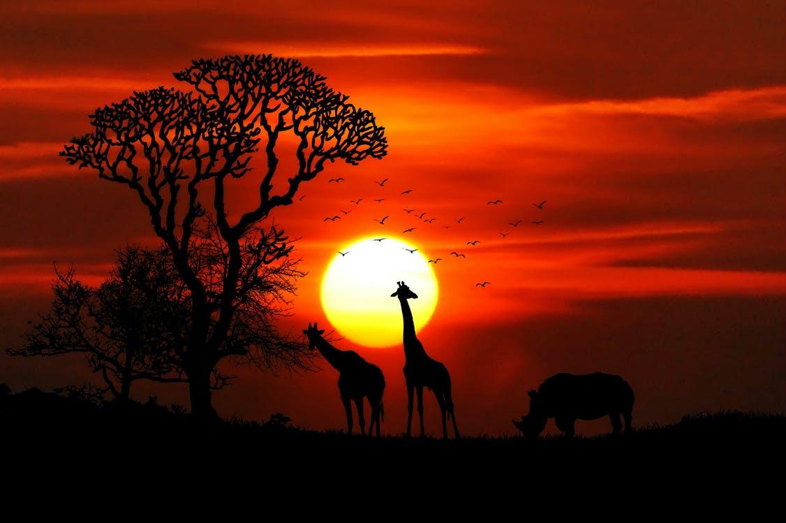 Silhouette Photography of Two Giraffe and Rhinoceros during