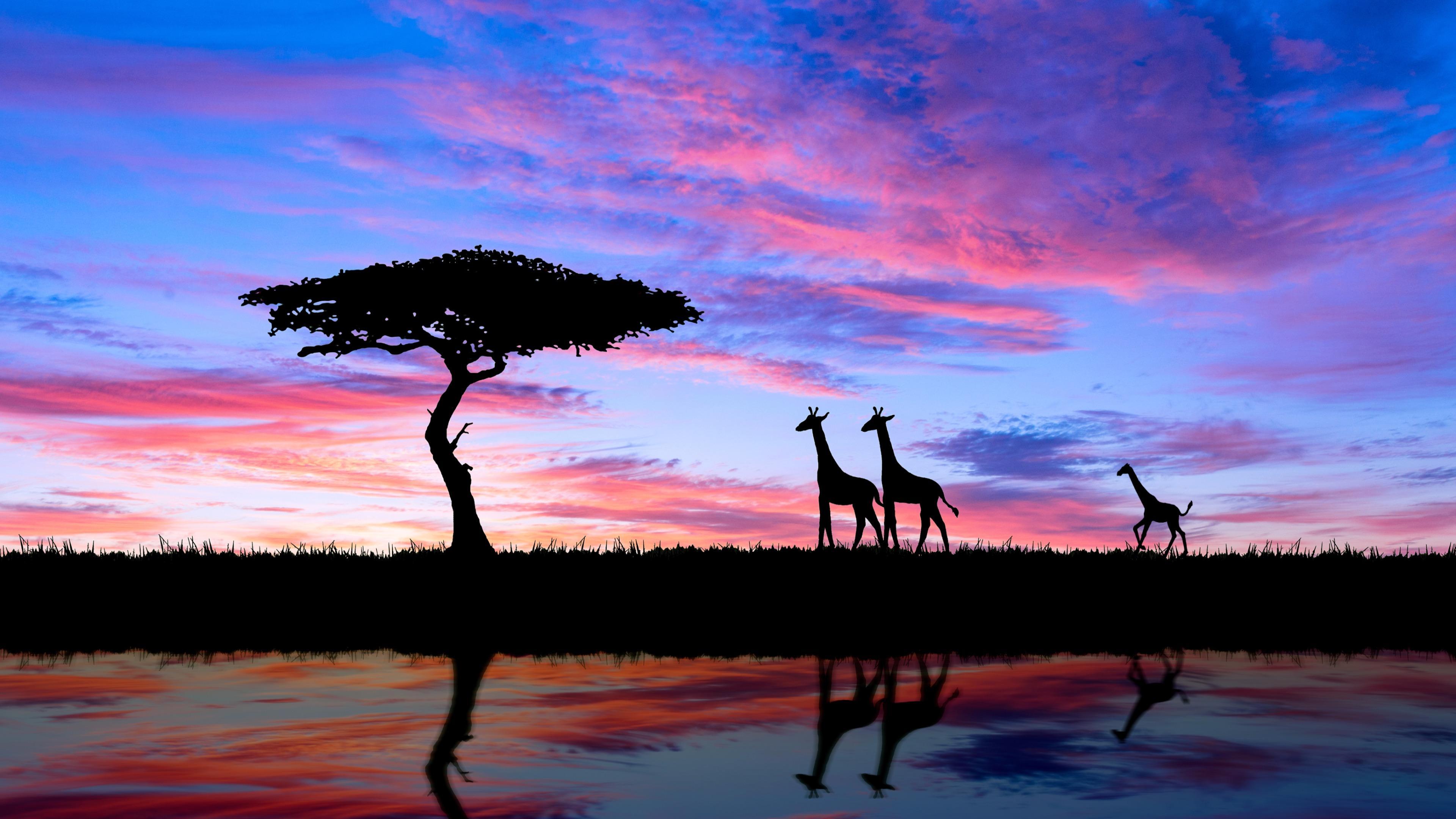 Giraffes in African Sunset 4k Ultra HD Wallpapers