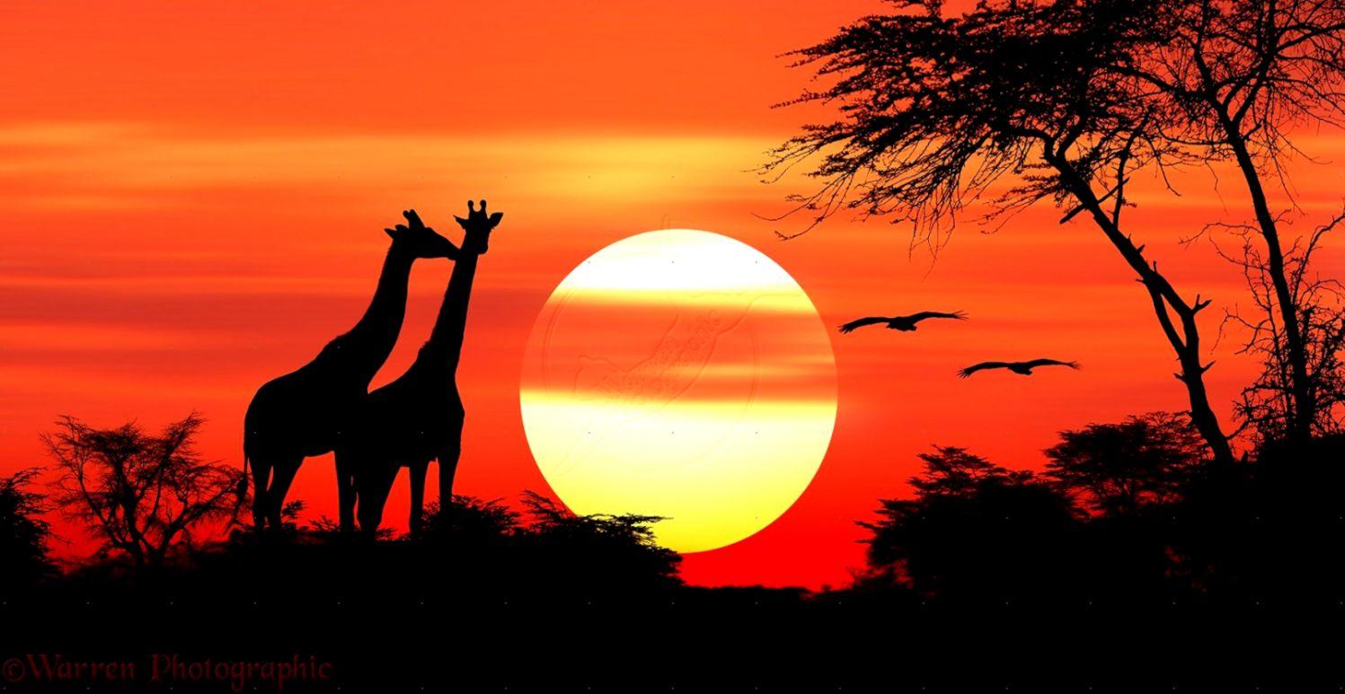 Giraffe Sunset Hd Wallpapers