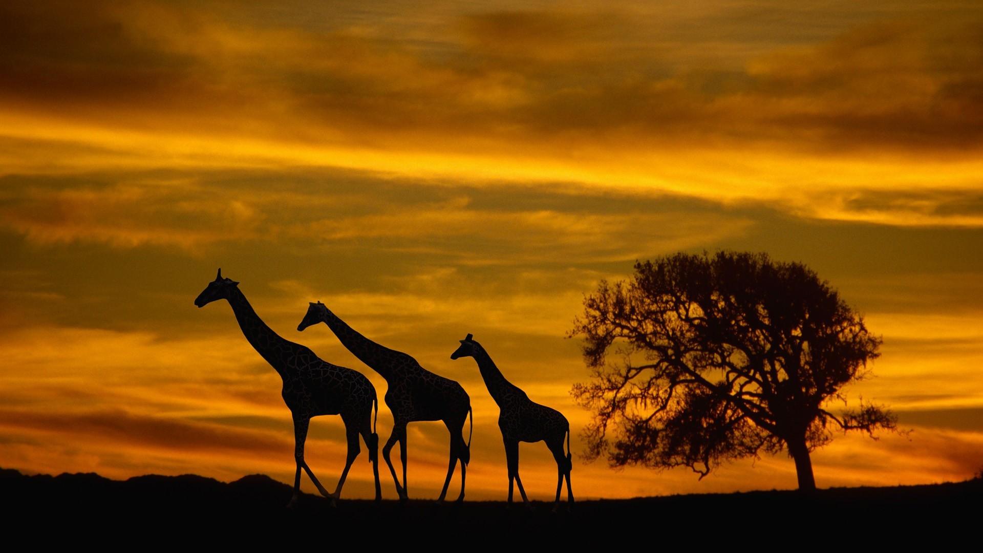 Family of giraffes in Africa at sunset wallpapers and image