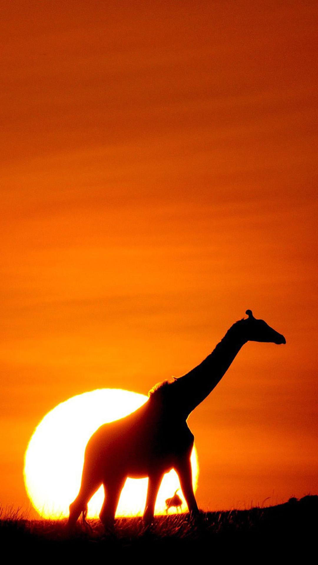 Sunset Giraffe Android wallpapers