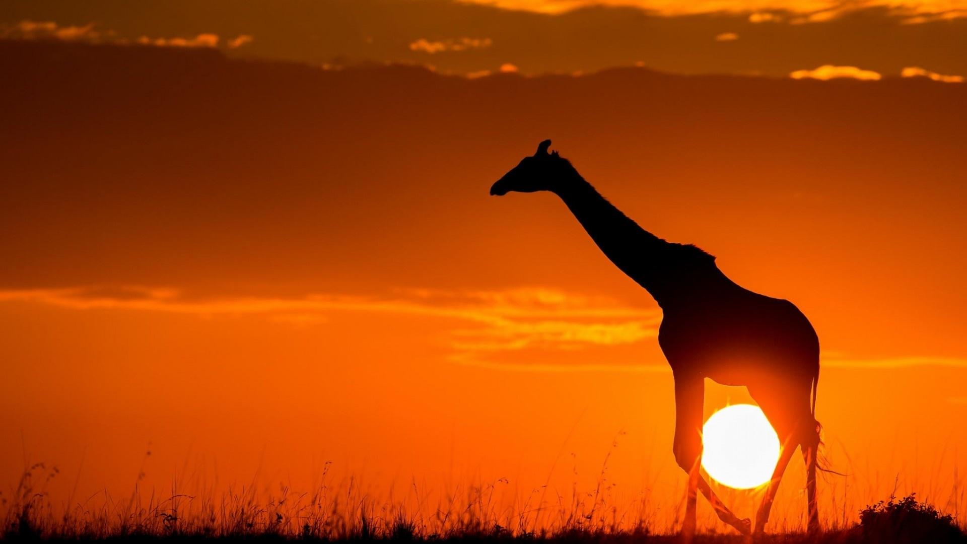 Giraffe Sunset Africa Wallpapers