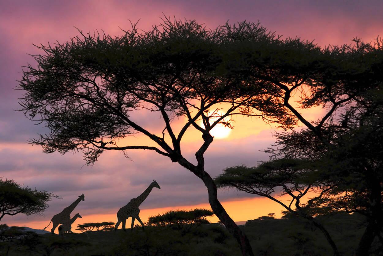 Livingwalls Photo wallpapers «Giraffe at sunset» 036550