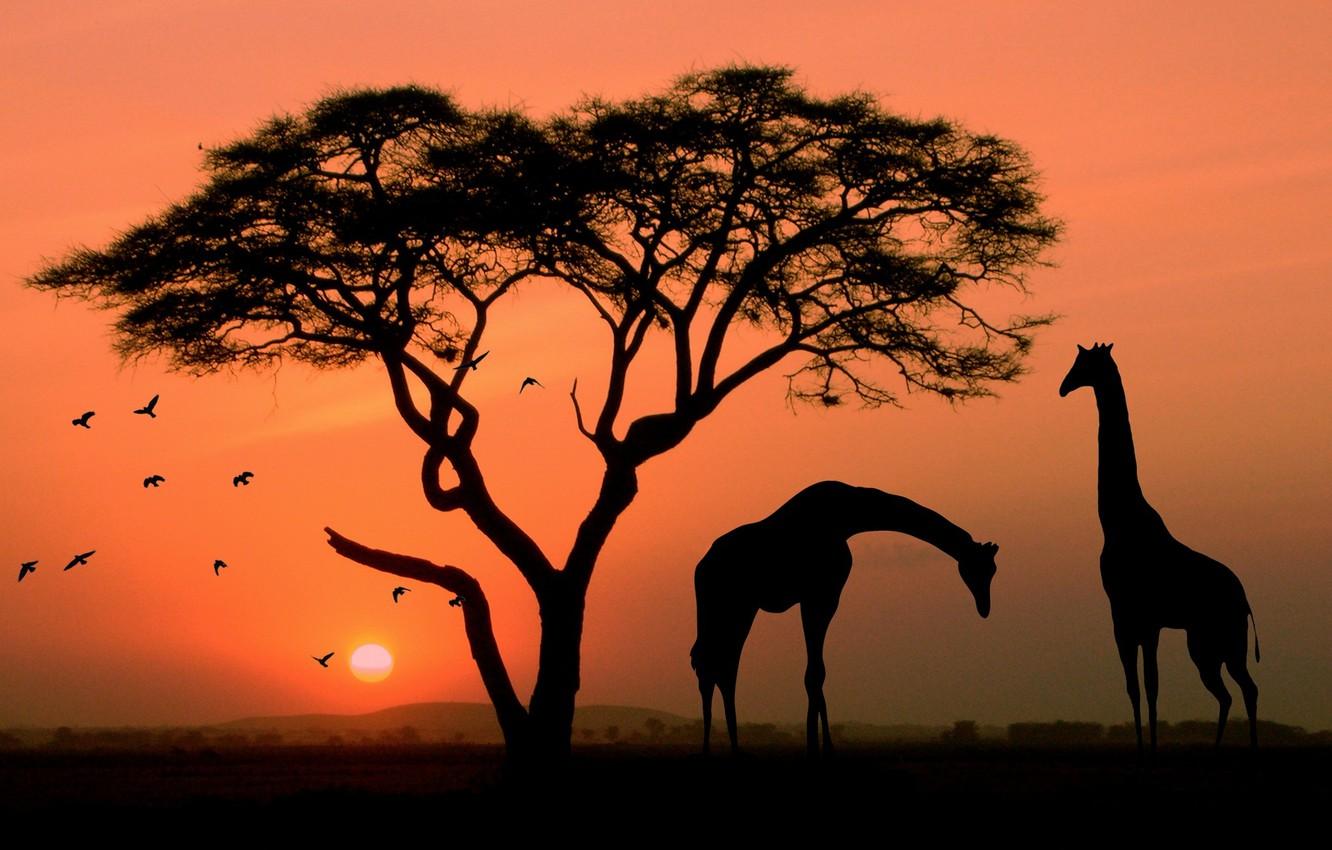 Wallpapers Birds, Landscape, Tree, Sunset, Africa, Giraffes