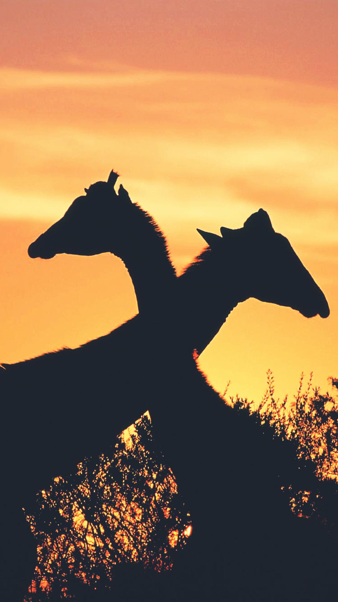 Giraffe Love Africa Sunset Android Wallpapers free download