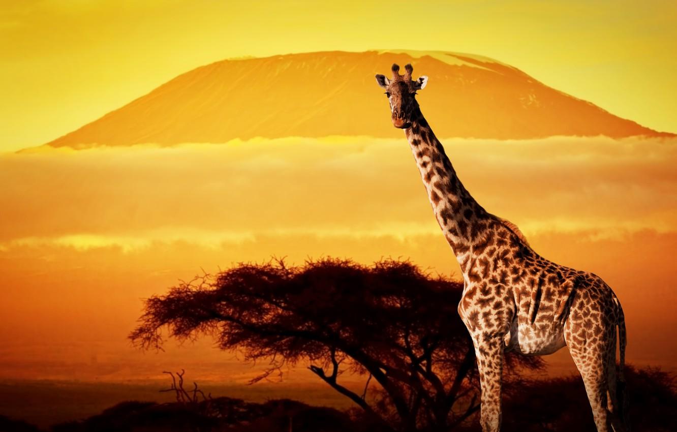 Wallpapers trees, sunset, giraffe, Africa image for desktop