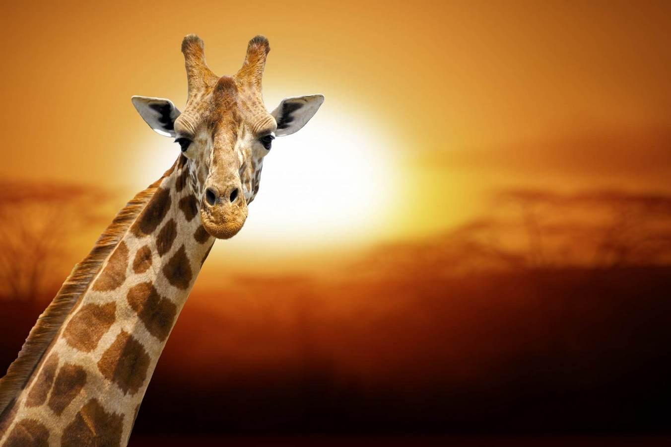 Wallpapers Giraffe against the backgrounds of a sunset