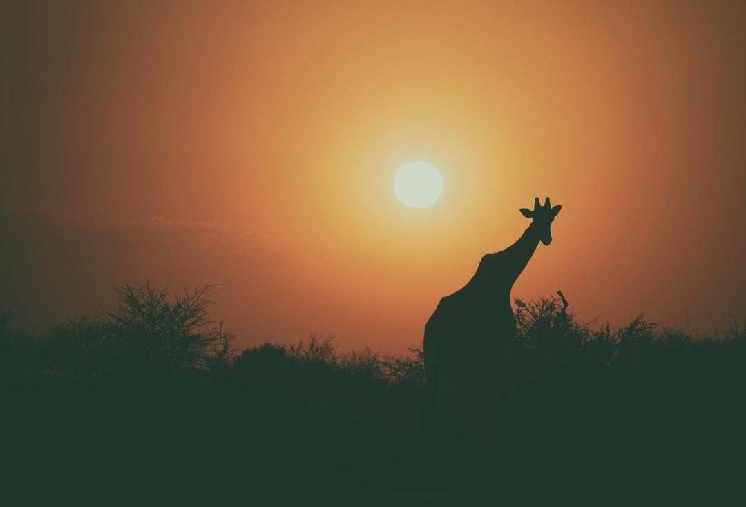 Sunset Giraffe Pictures