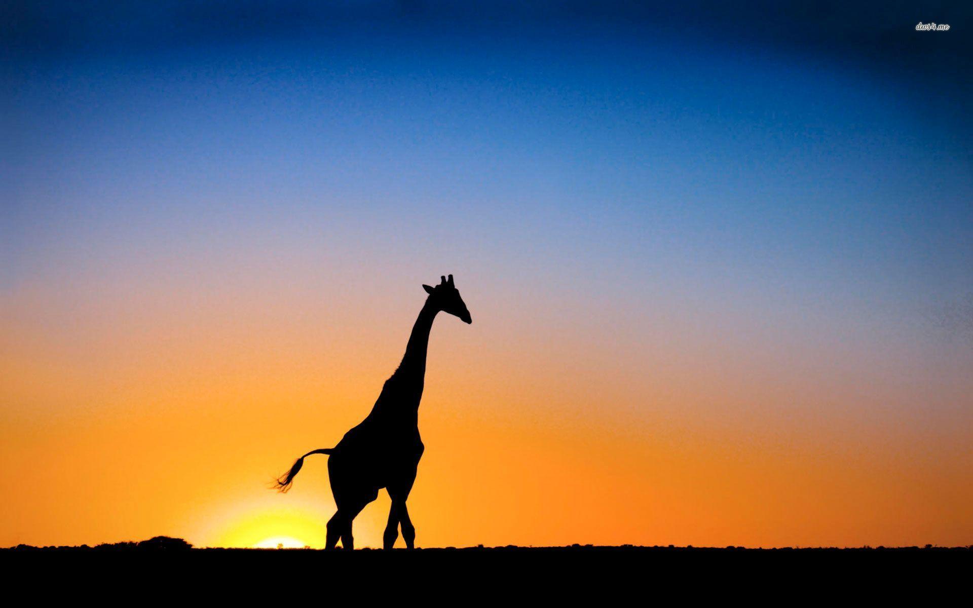 Giraffe at Sunset wallpaper wallpaper