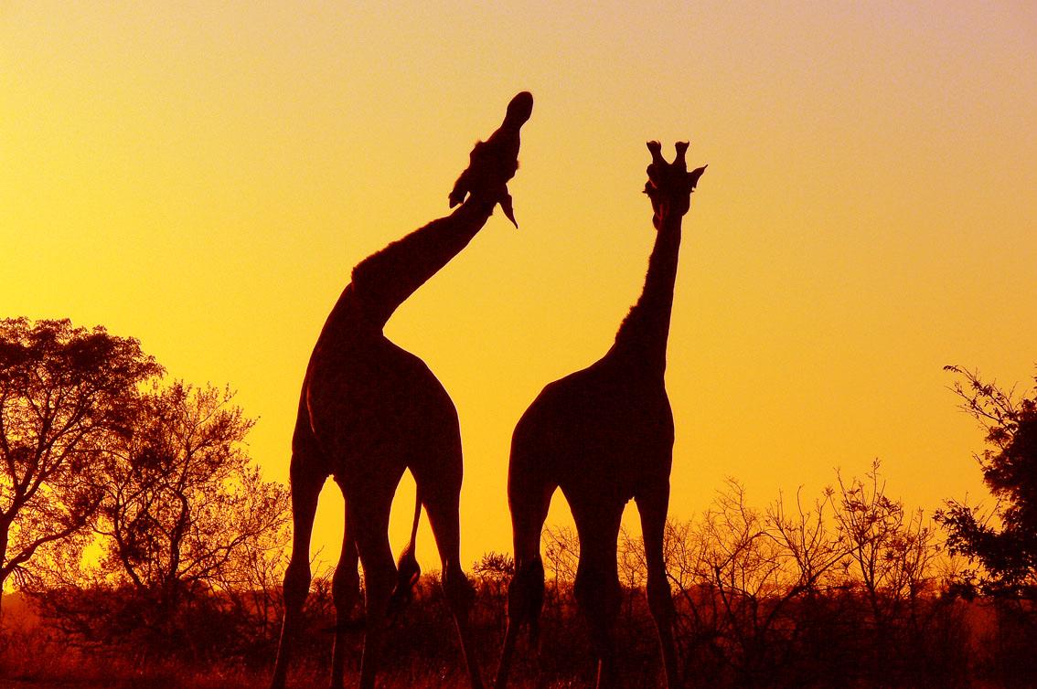 Giraffe Sunset Wallpapers Mobile – Epic Wallpaperz