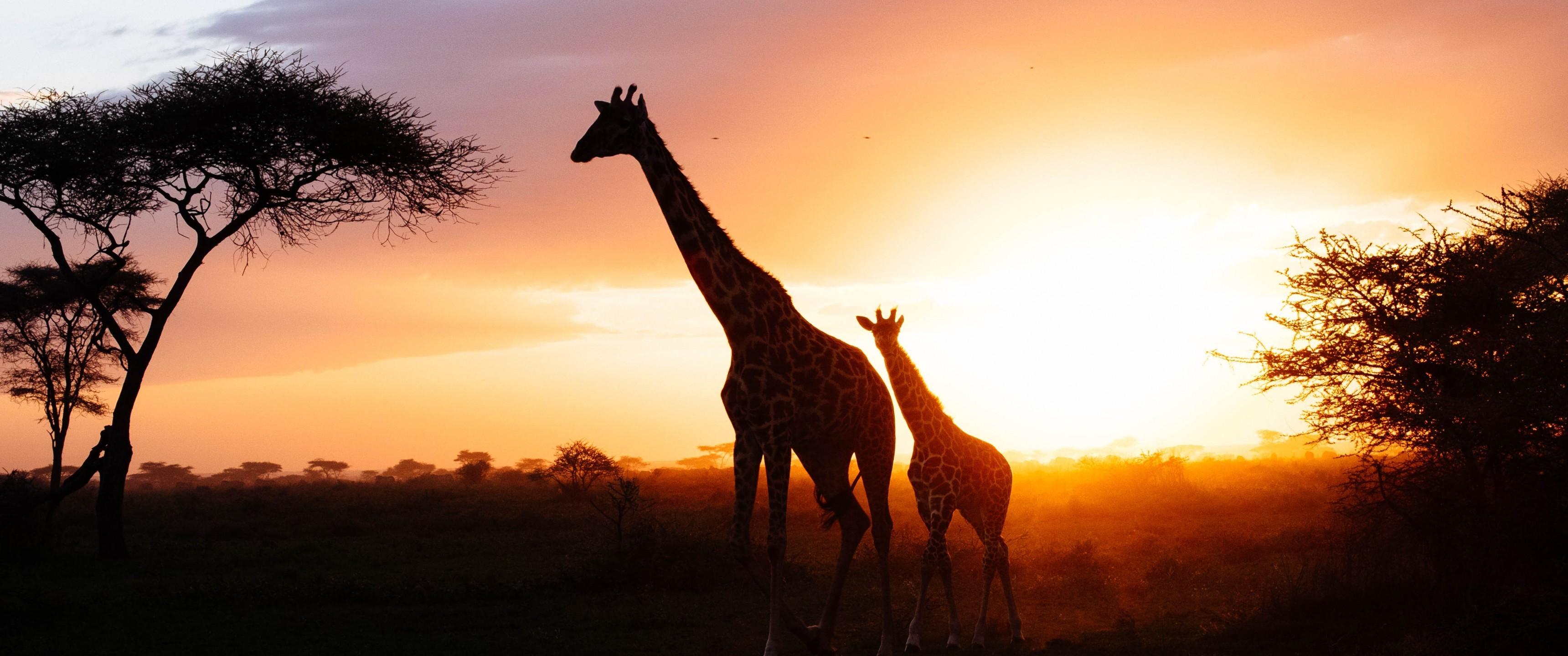 Download 3440x1440 Giraffe Family, Sunset, Trees, Field