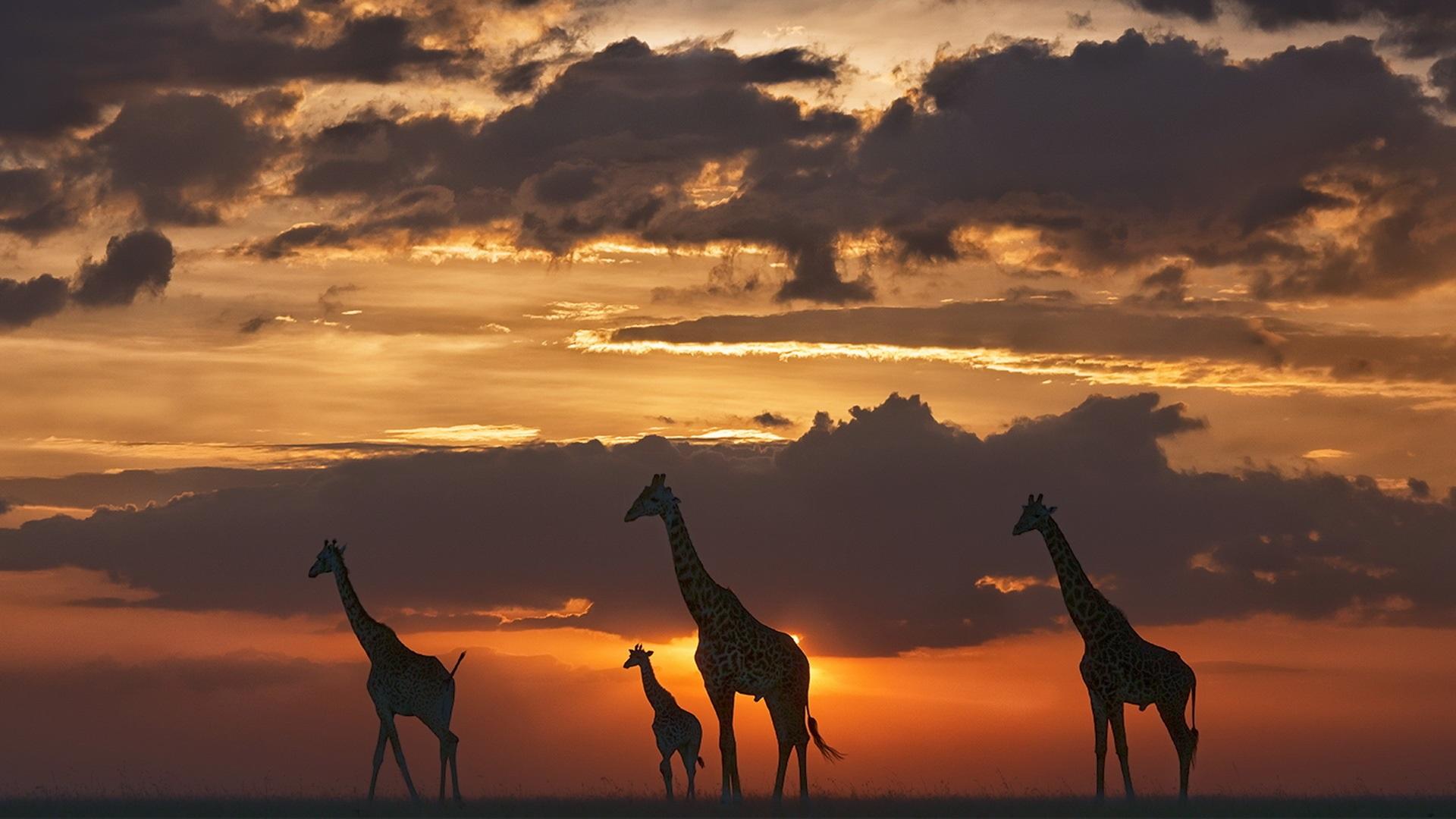 Wallpapers Giraffes, night, grass, sunset 1920x1080 Full HD