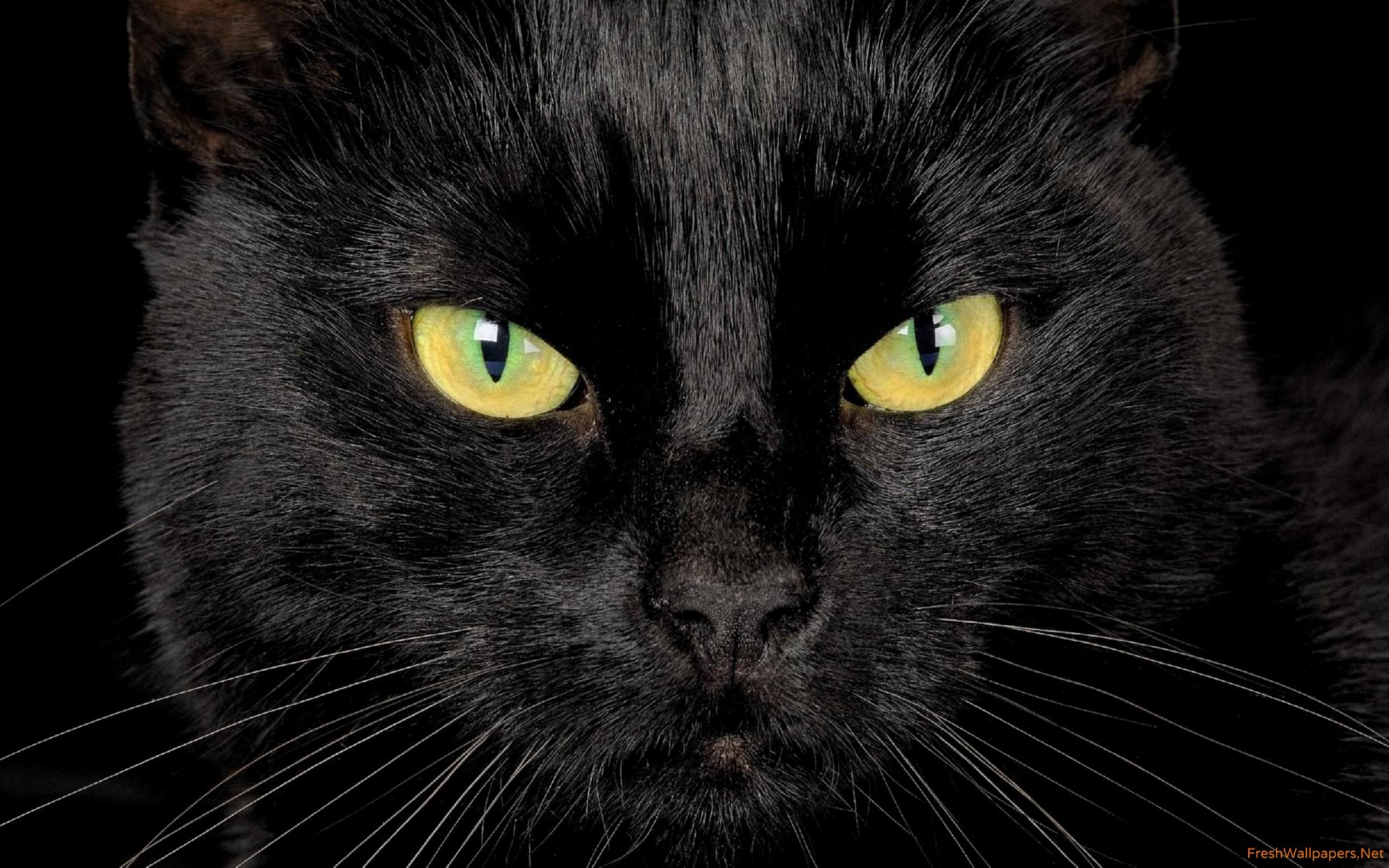 Black cat with yellow eyes wallpaper