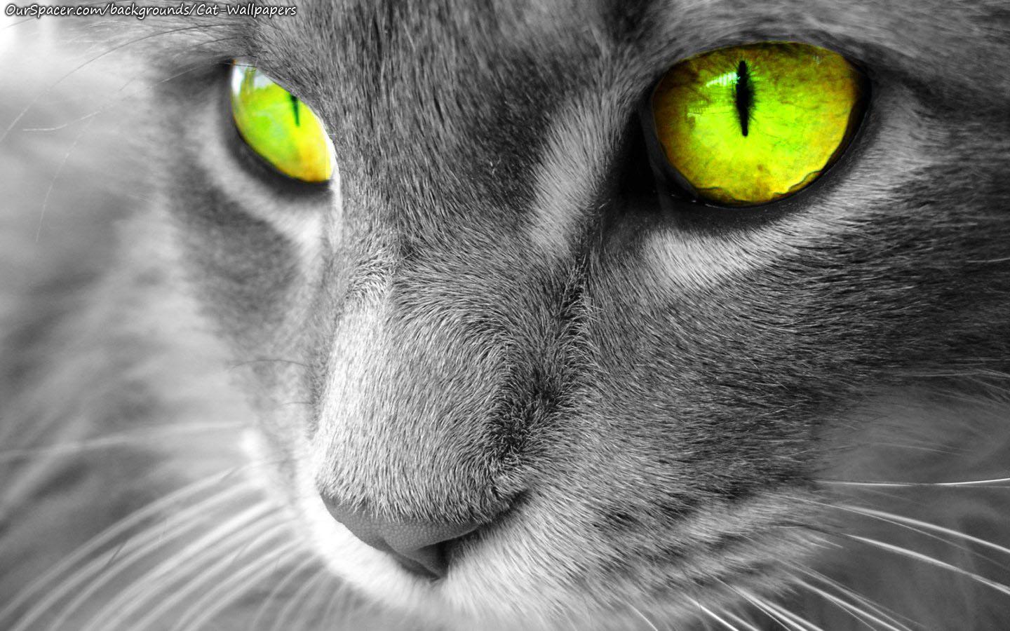 Closeup of a grey cat with yellow eyes wallpaper and background for myspace and twitter layouts
