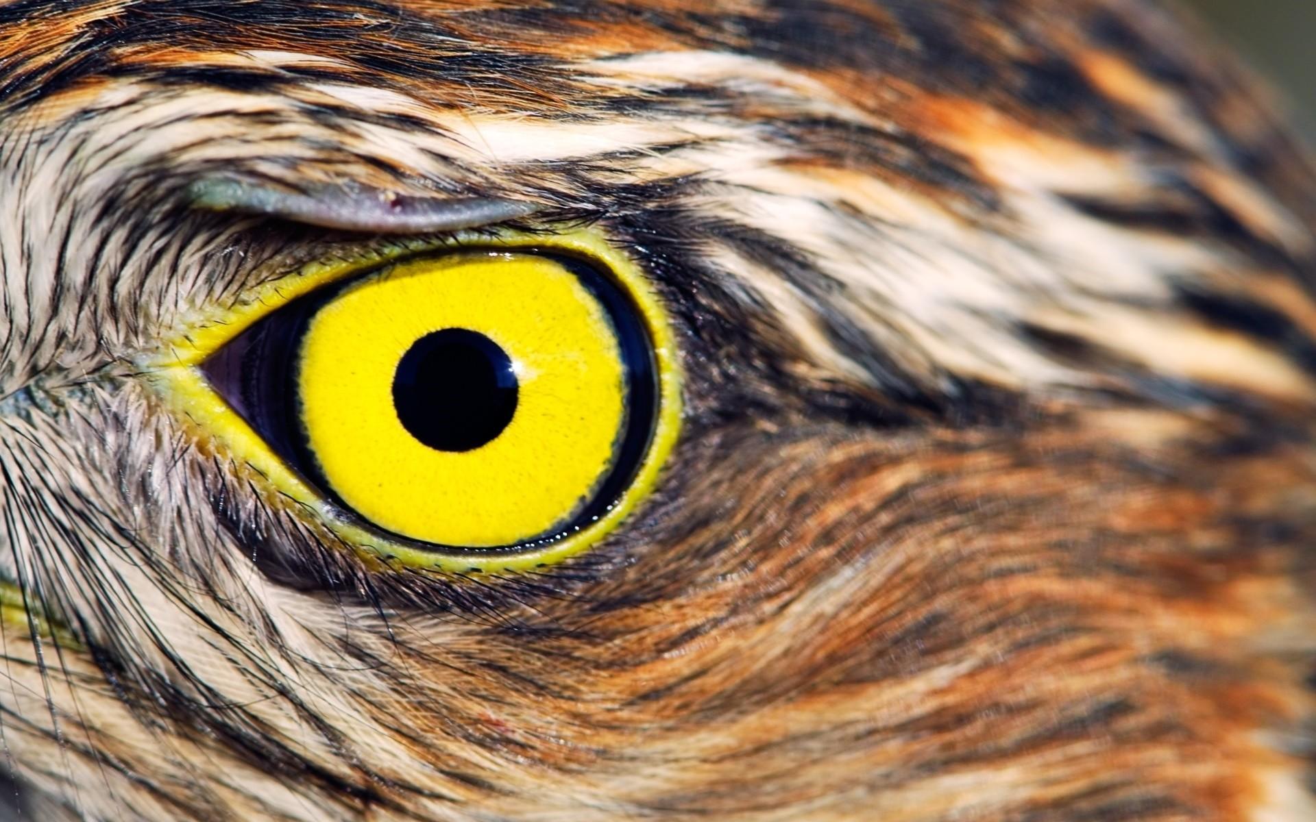 eyes owl yellow eyes birds closeup animals wallpaper