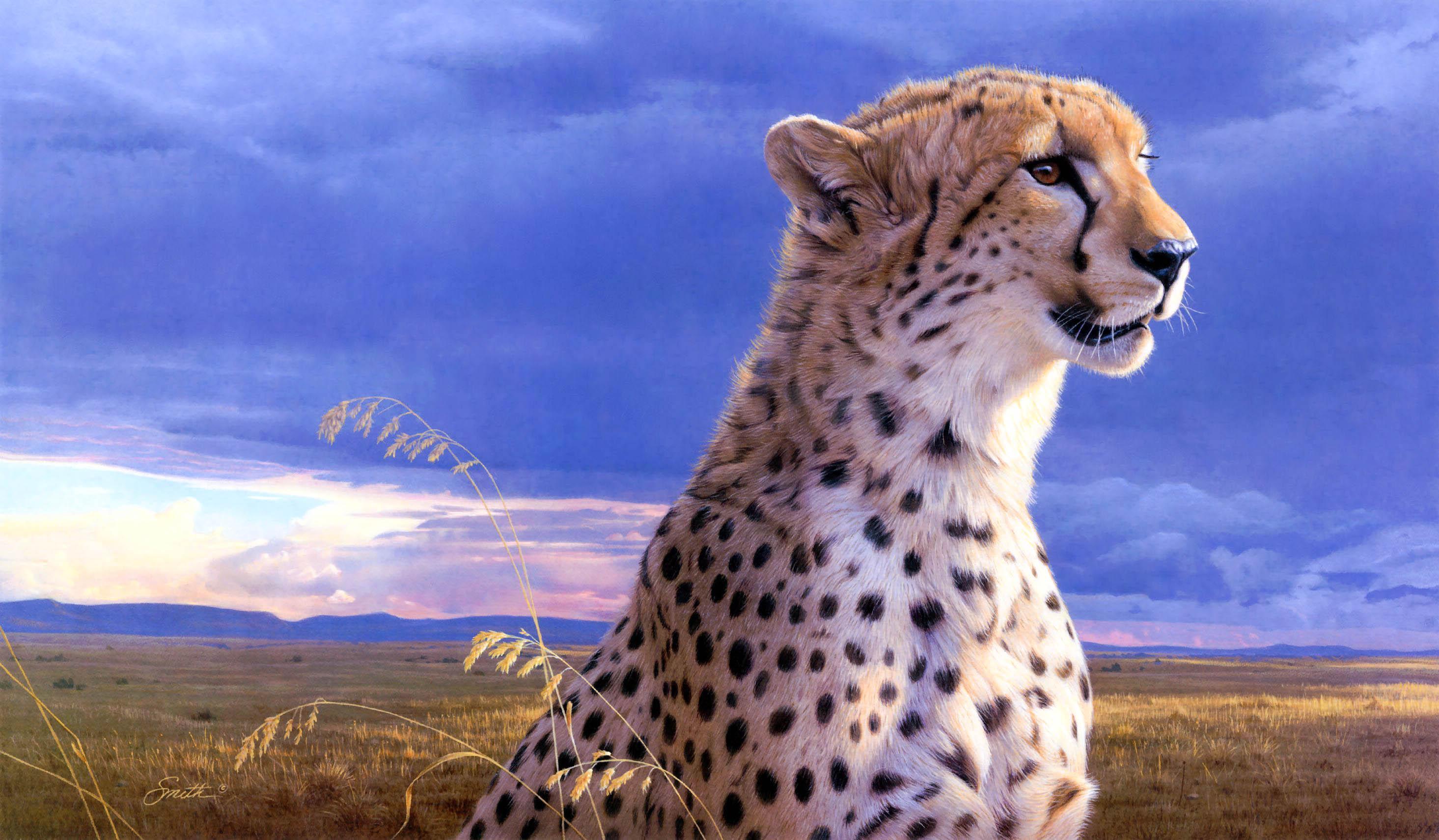Beautiful Cheetah HD Wallpaper & Background HD