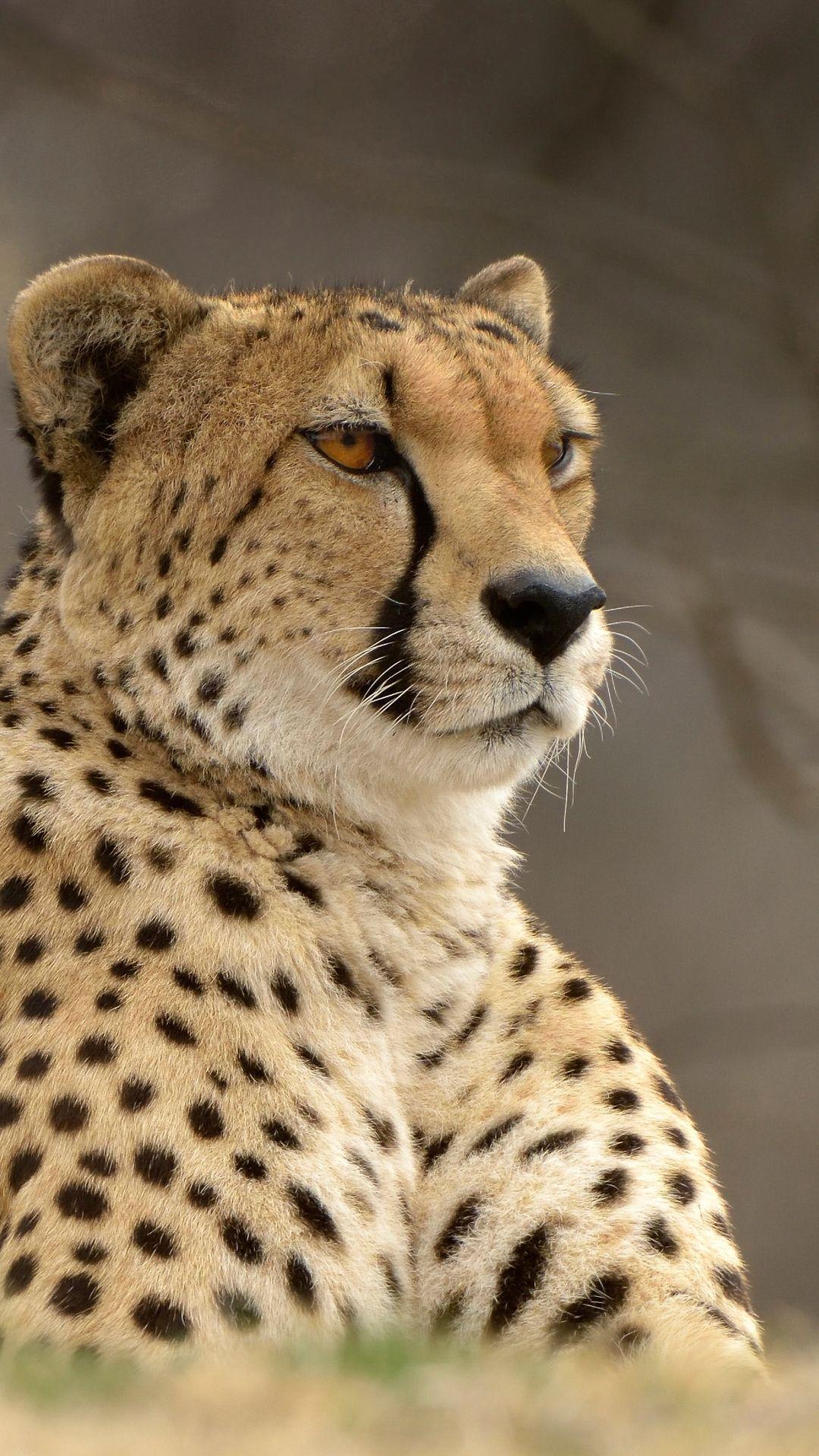 Animal / Cheetah (1080x1920) Mobile Wallpaper -> Link