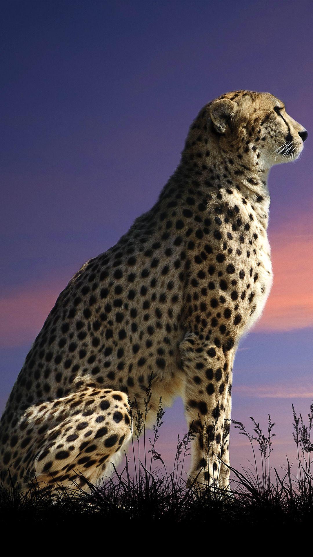 Cheetah Cool Wallpaper Free Cheetah Cool Background