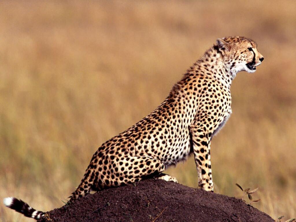 Beautiful Cheetah HD Wallpaper