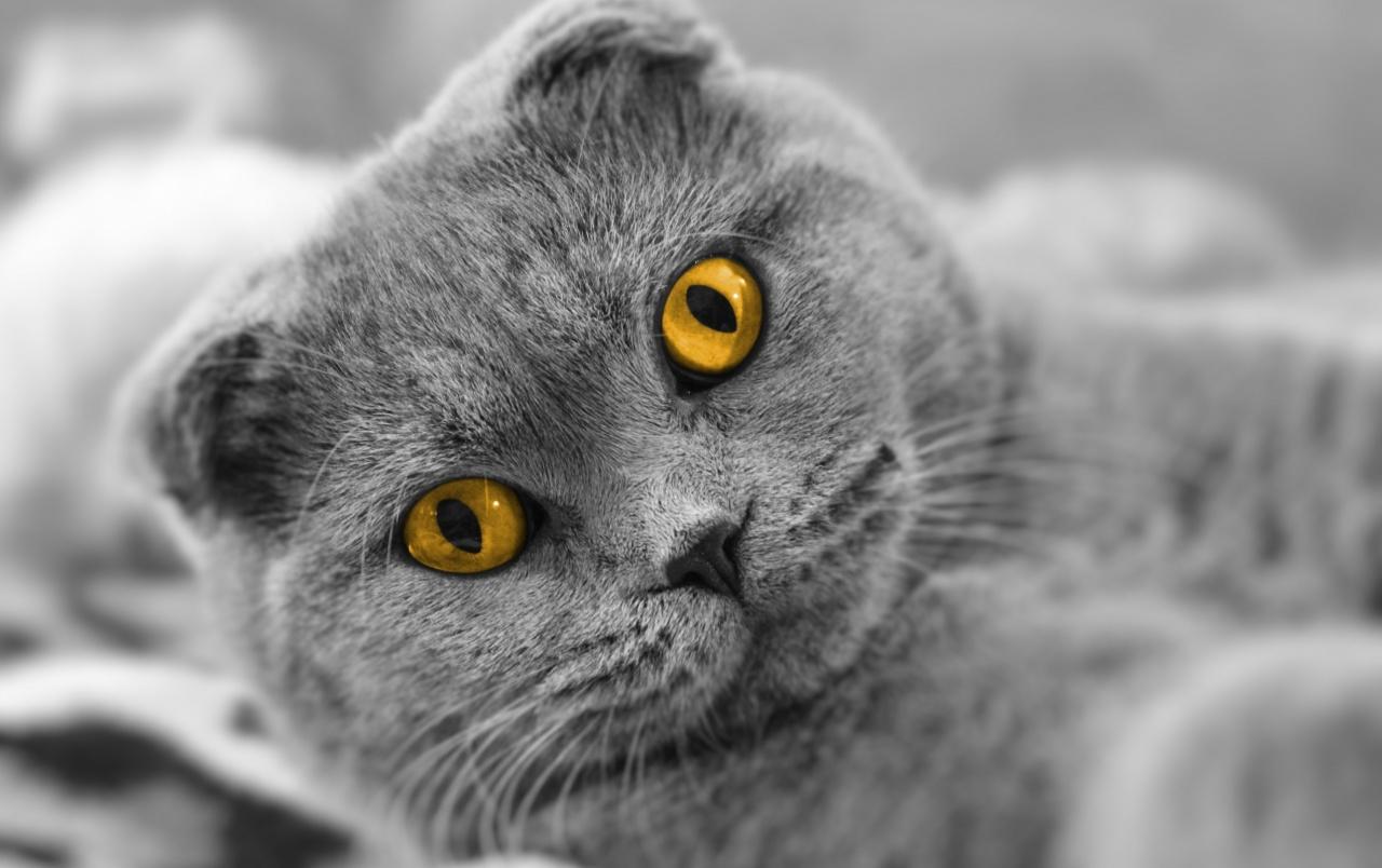 Cat With Big Yellow Eyes wallpaper. Cat With Big Yellow