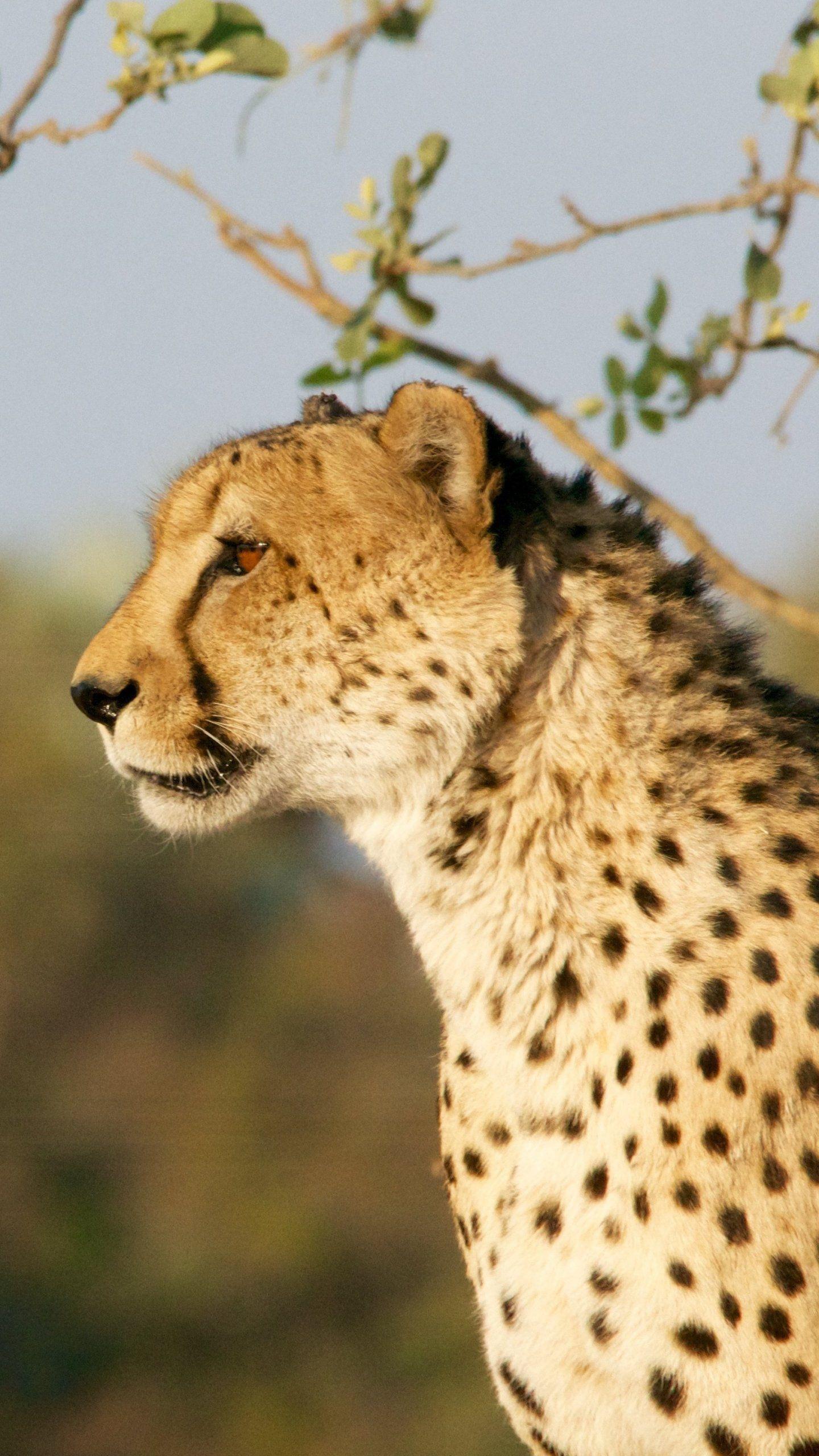 Free Mobile Wallpaper of Cheetah. Beautiful & awesome wildlife