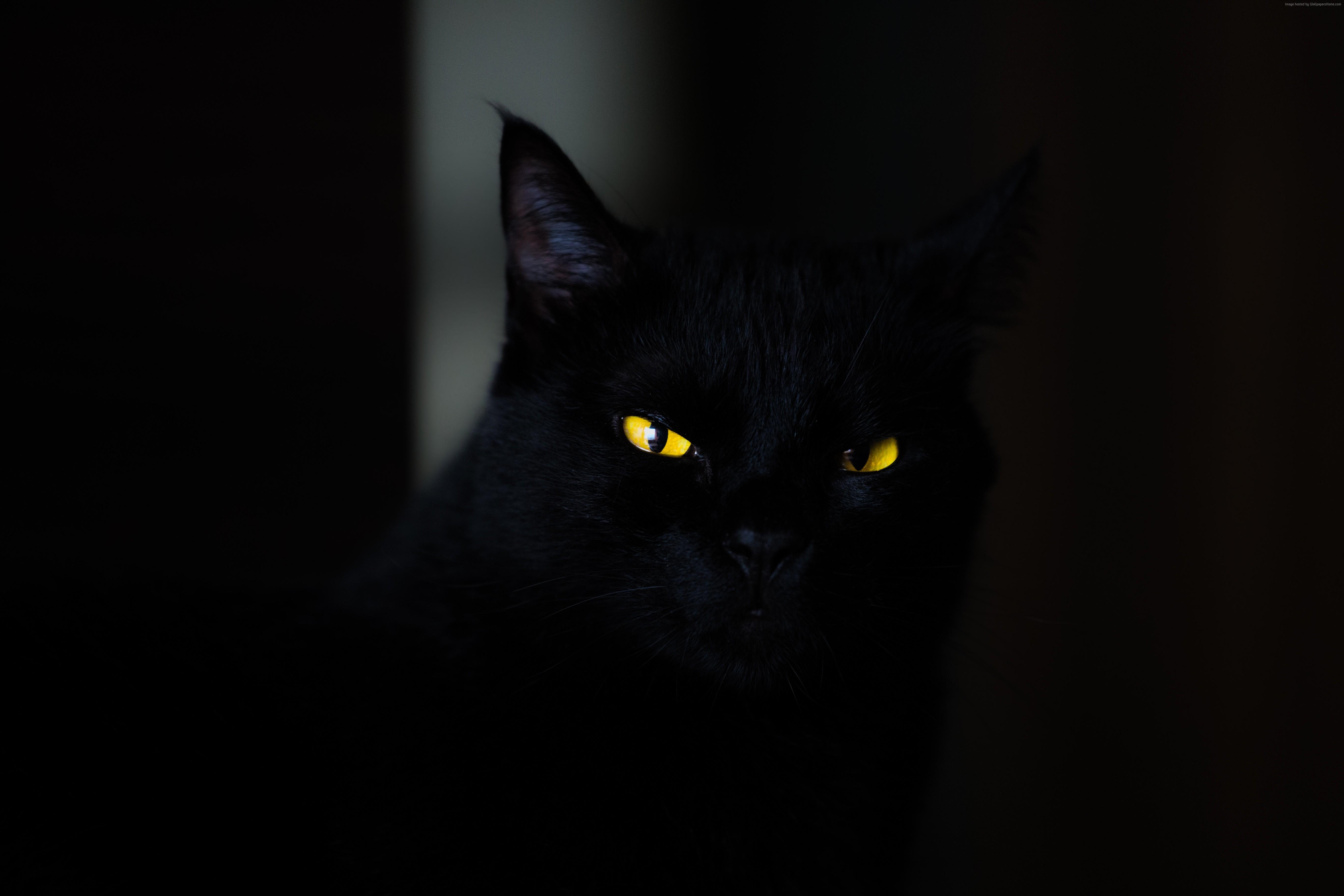 K, #eyes, #black, #yellow, #cat. Animals