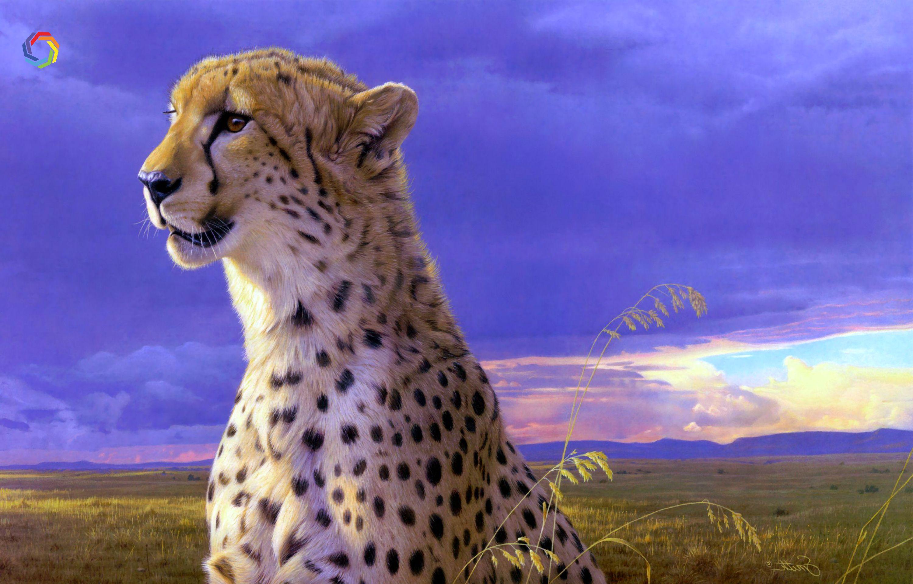 Beautiful Cheetah Animal Wallpapers - Wallpaper Cave