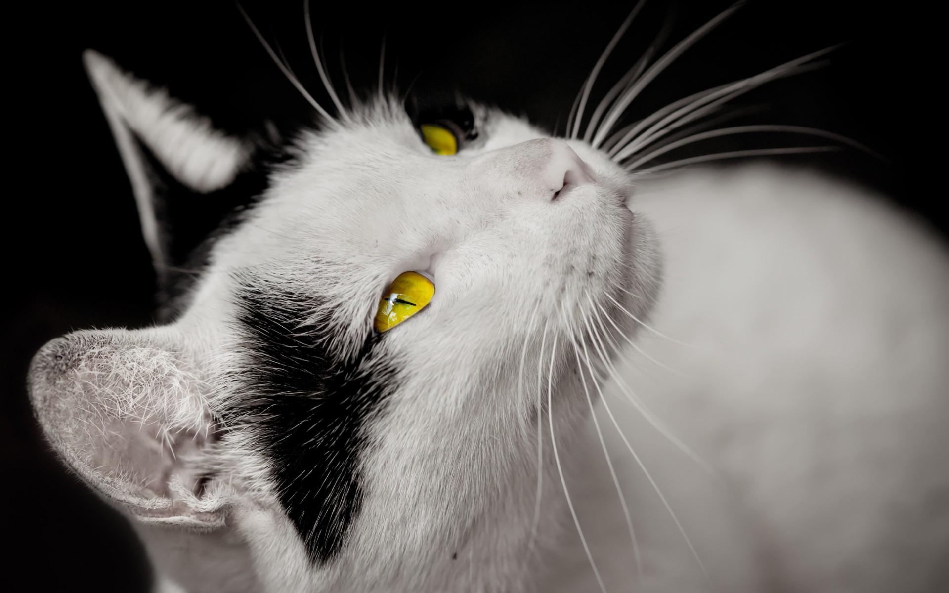 Cat Yellow Eyes Wallpaper and Free