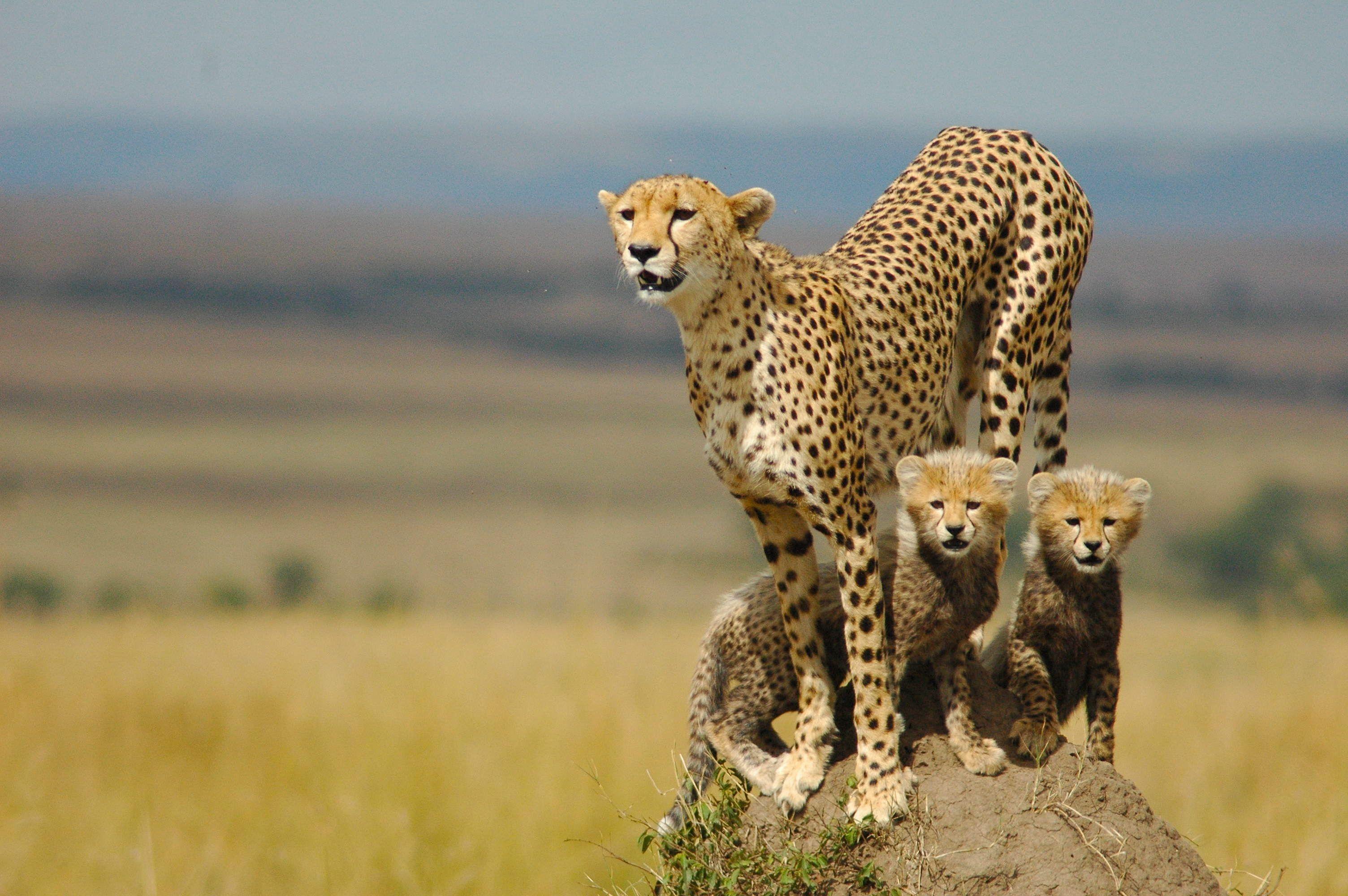 Beautiful Cheetah Image, Best Cheetah Wallpaper
