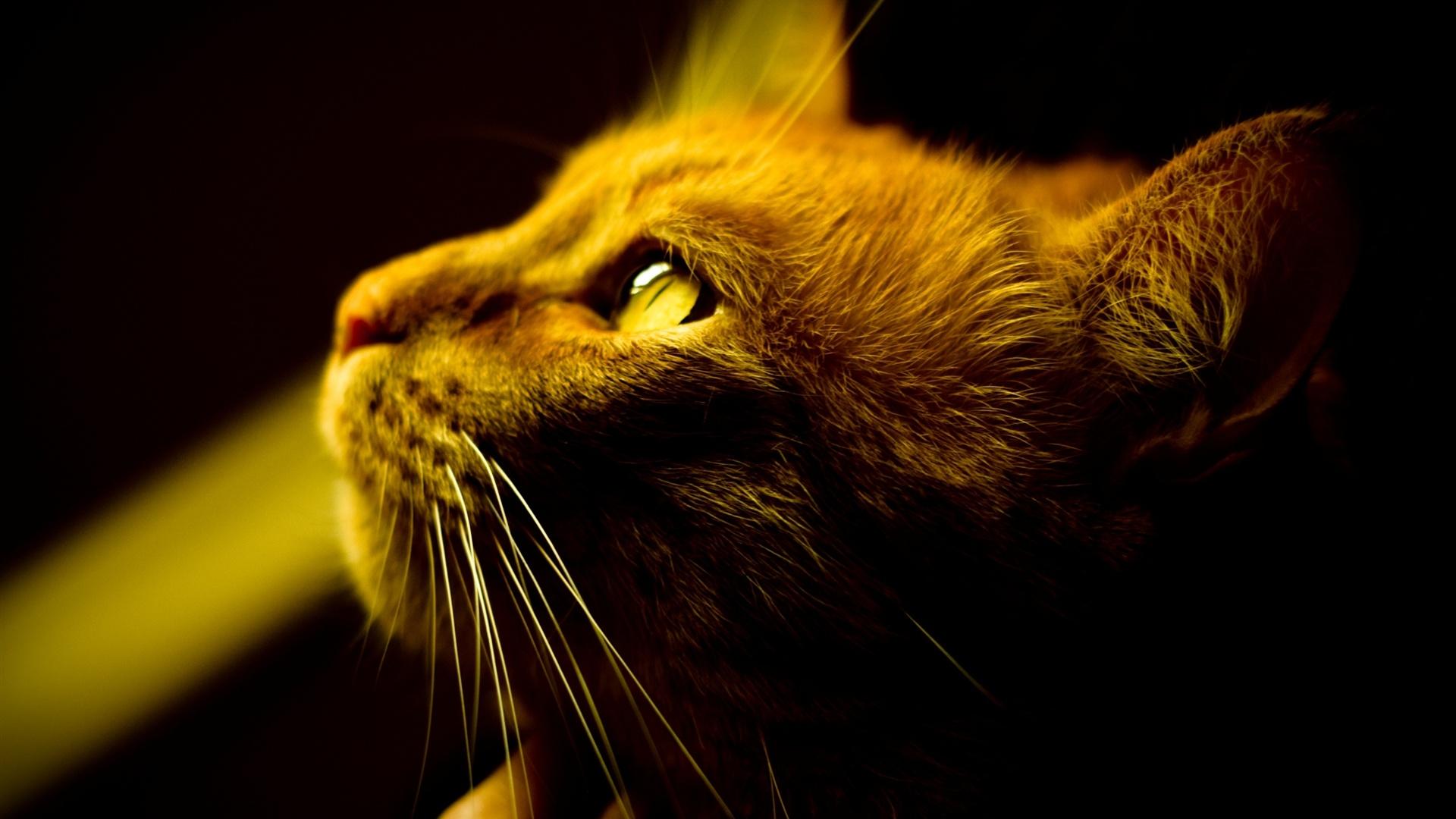 Wallpaper A Brown Cat's Attention, Facial Close Up, Yellow