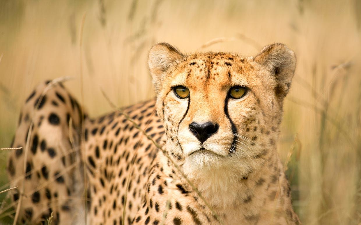 Beautiful Cheetah in the Wild # 1240x775