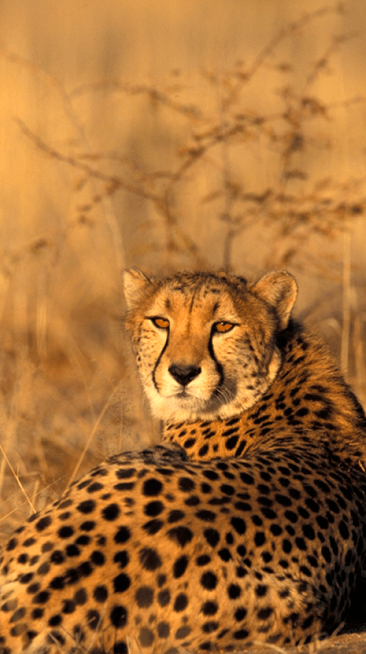 Beautiful cheetah photo donated to CCF
