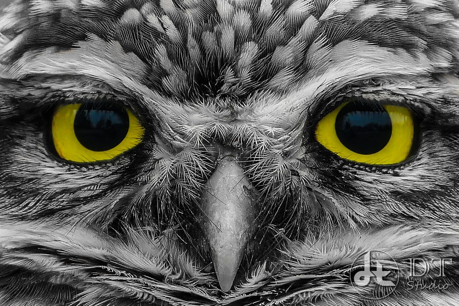 black and white eyes animals yellow eyes owls 1607x1073 wallpaper High Quality Wallpaper, High Definition Wallpaper