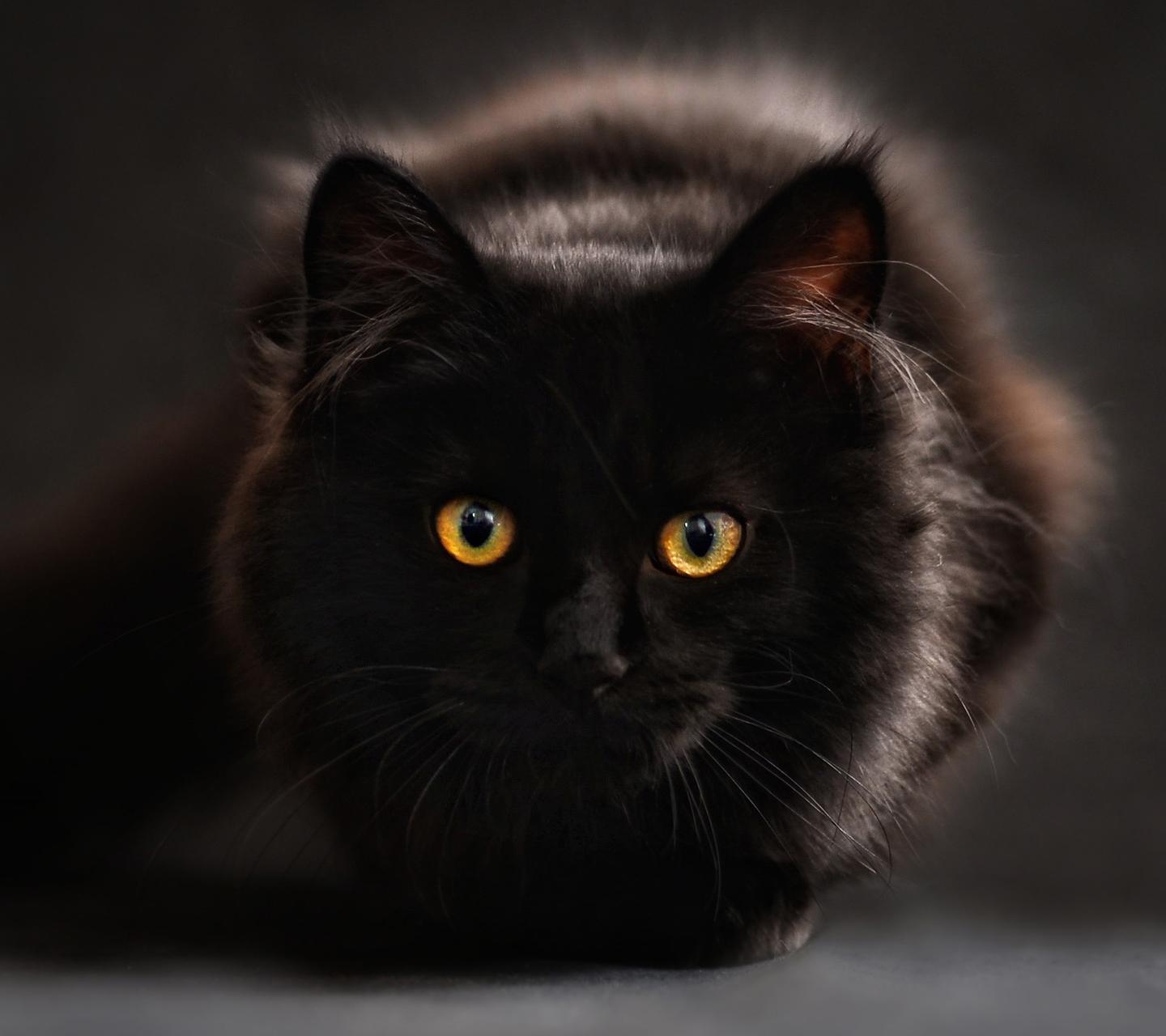 Wallpaper Black cat yellow eyes