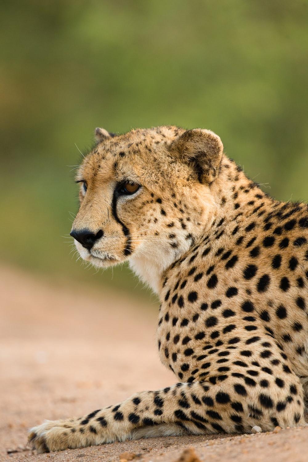 Cheetah Image: Download HD Picture & Photo