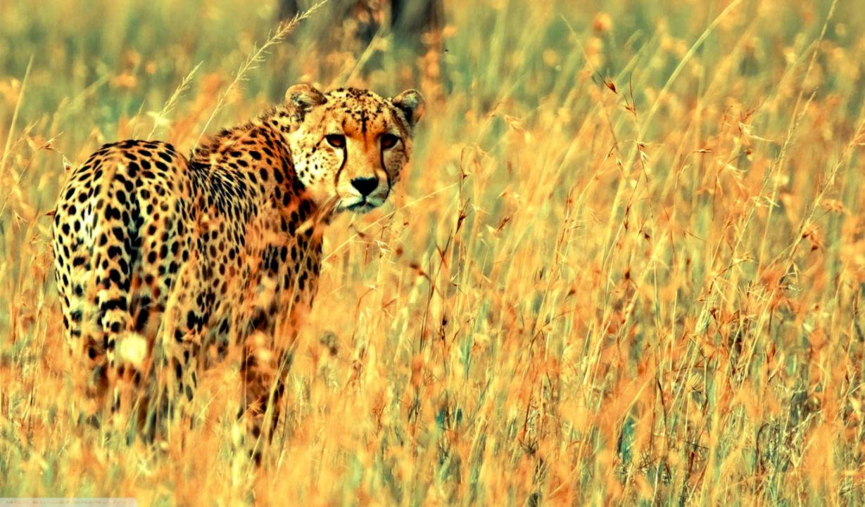 Beautiful Cheetah HD Wallpaper