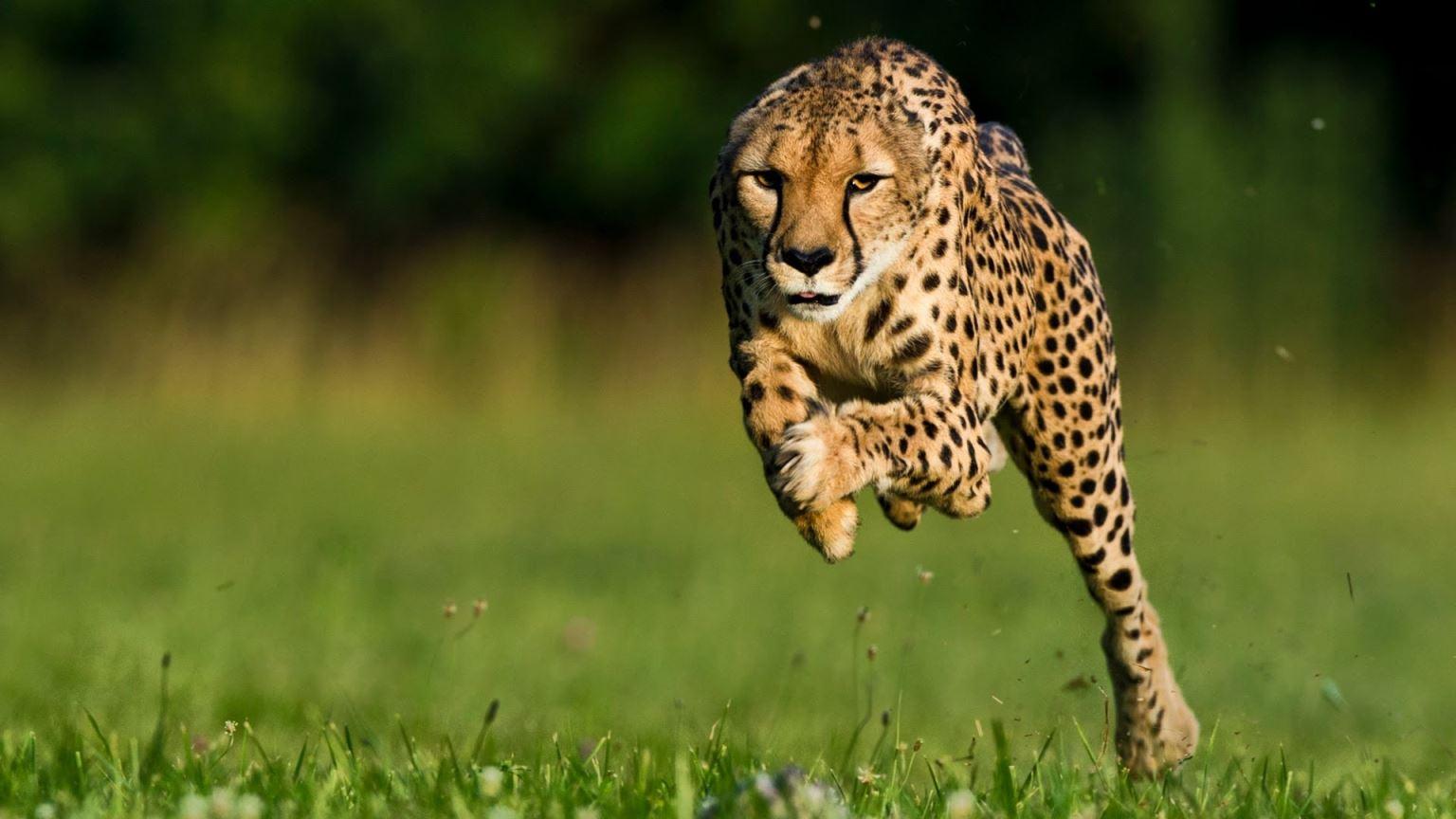 Cheetah Animal Image Animal In The World HD