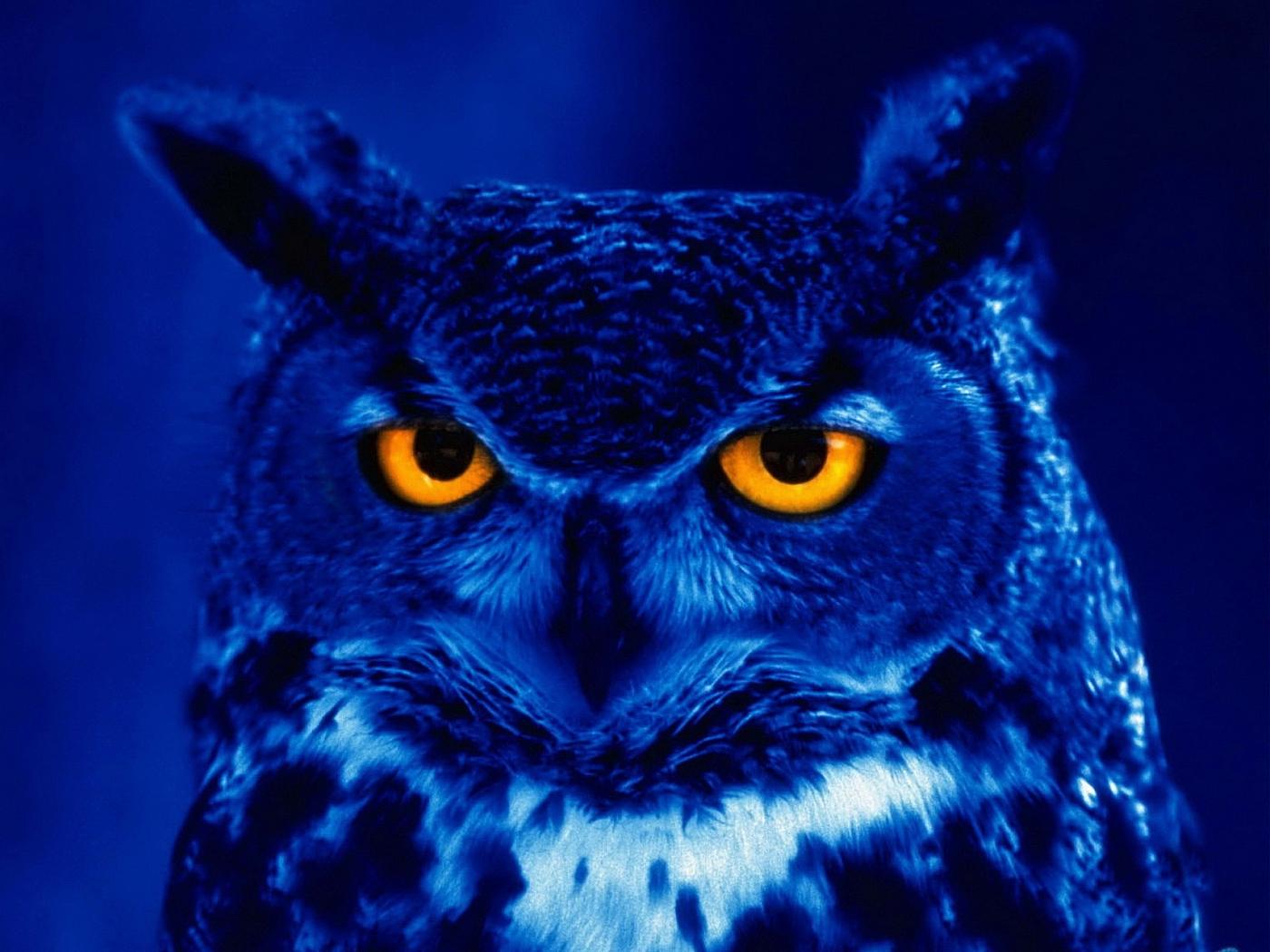 Download wallpaper 1400x1050 owl, predator, bird, night