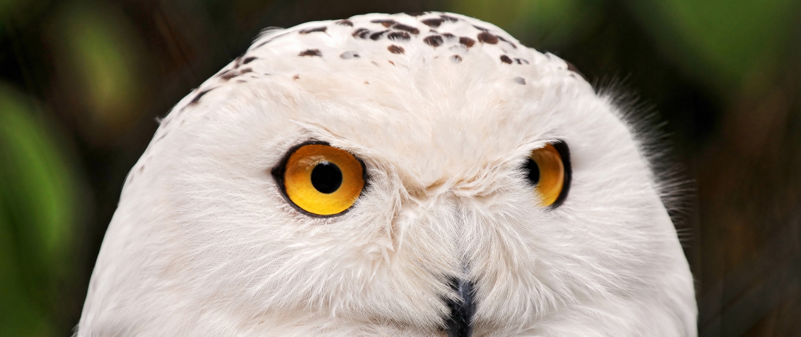 Download snowy owl, yellow eyes, portrait, wild nature