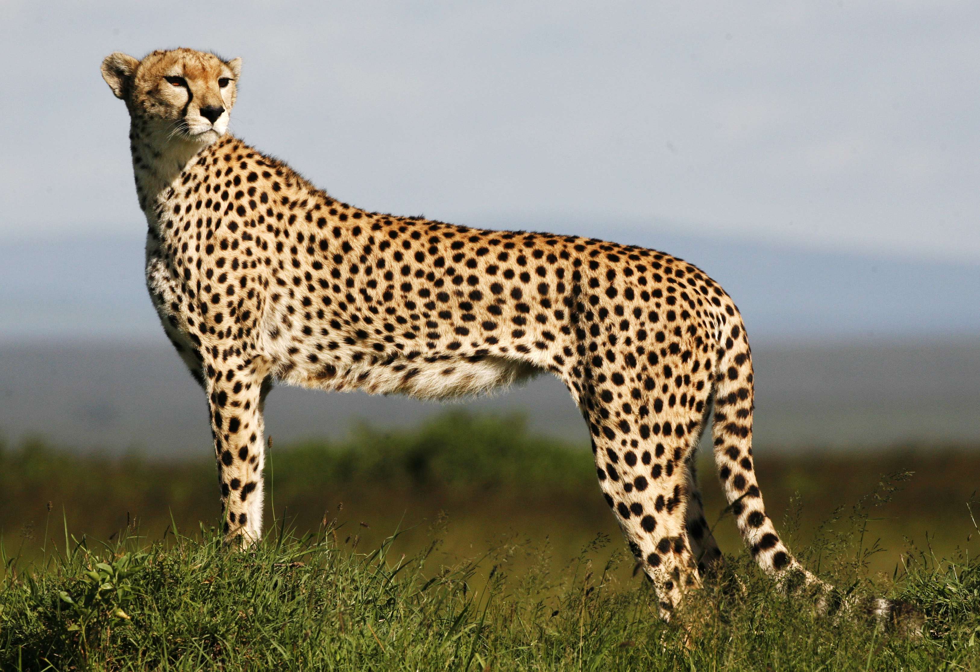 Beautiful Cheetah Background, Standing Cheetah Photo