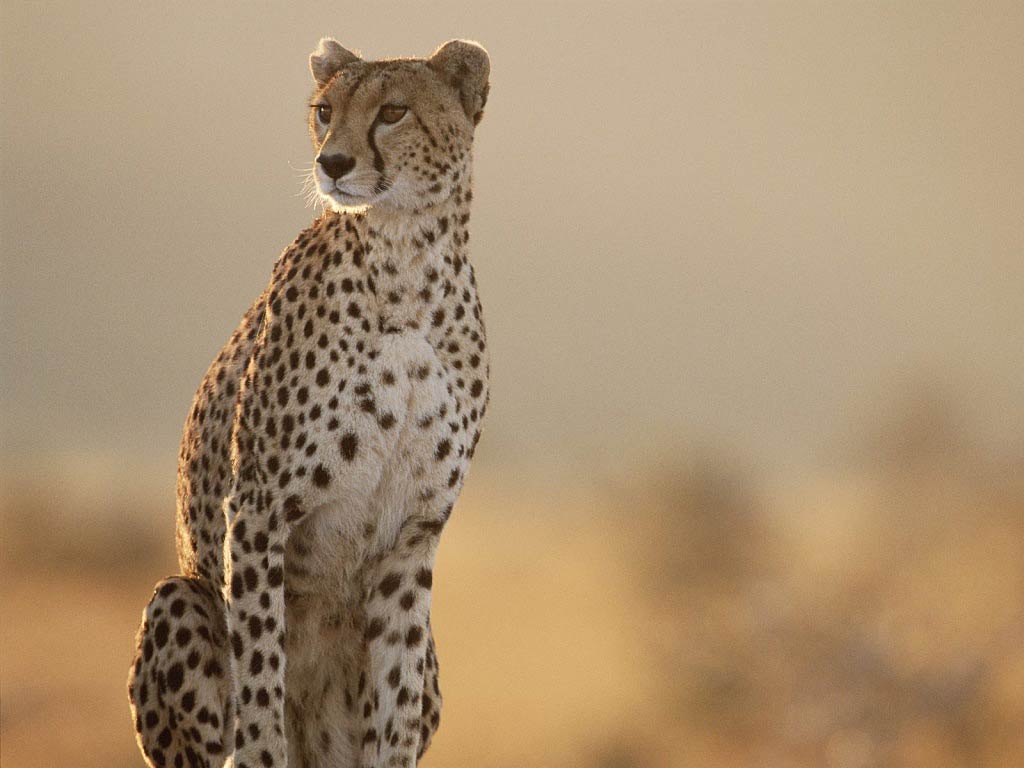 Cheetah Wallpaper and background
