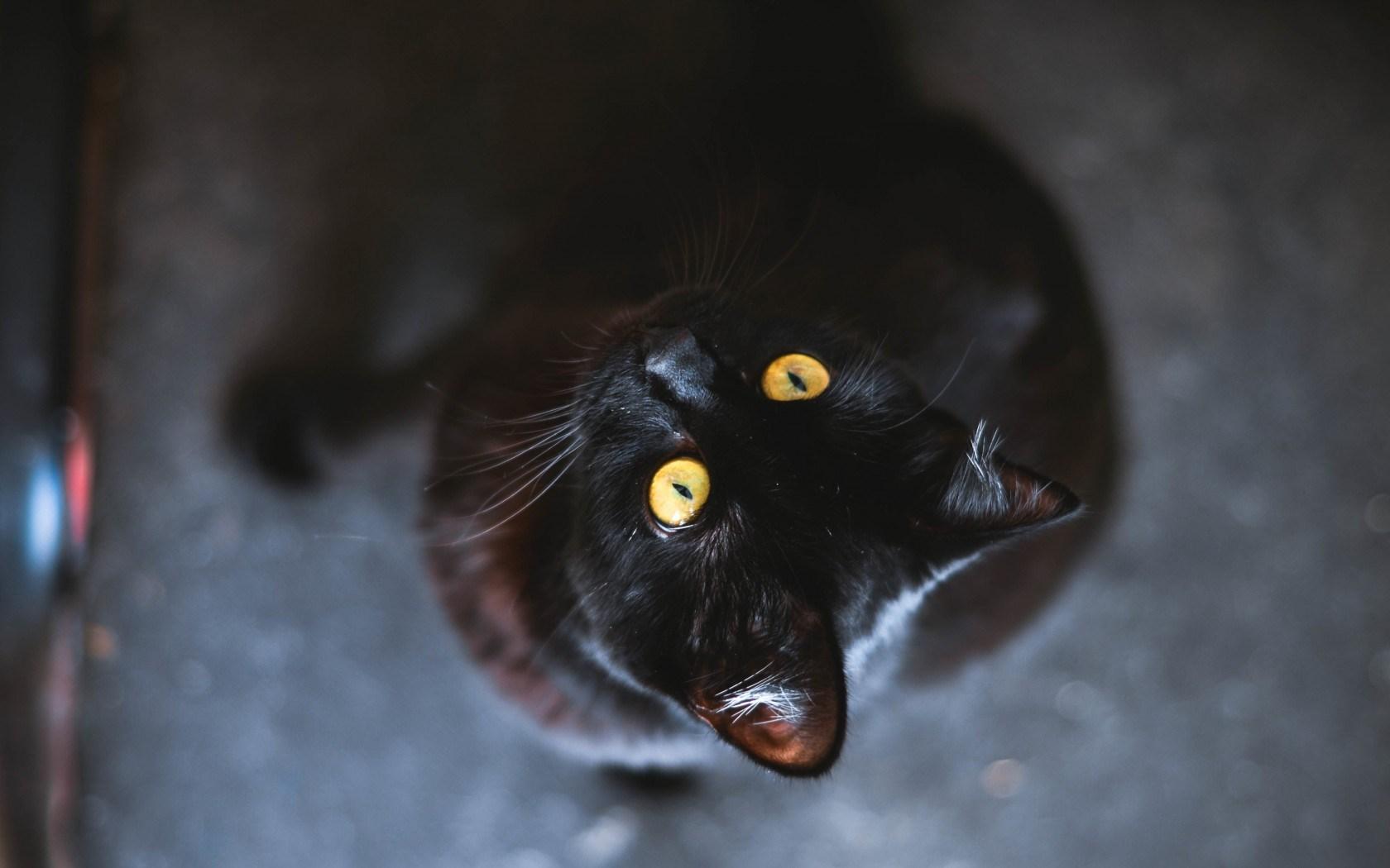 Black Cat Eyes Yellow