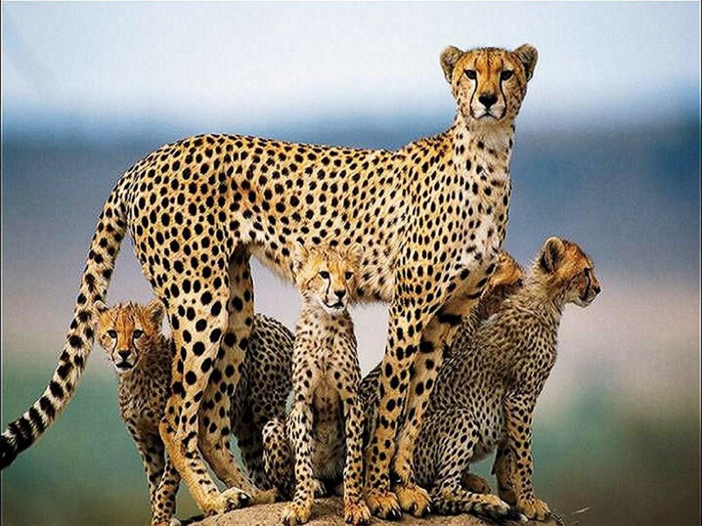 Cheetah Dangerous HD WallpaperPicture 2013. Top HD