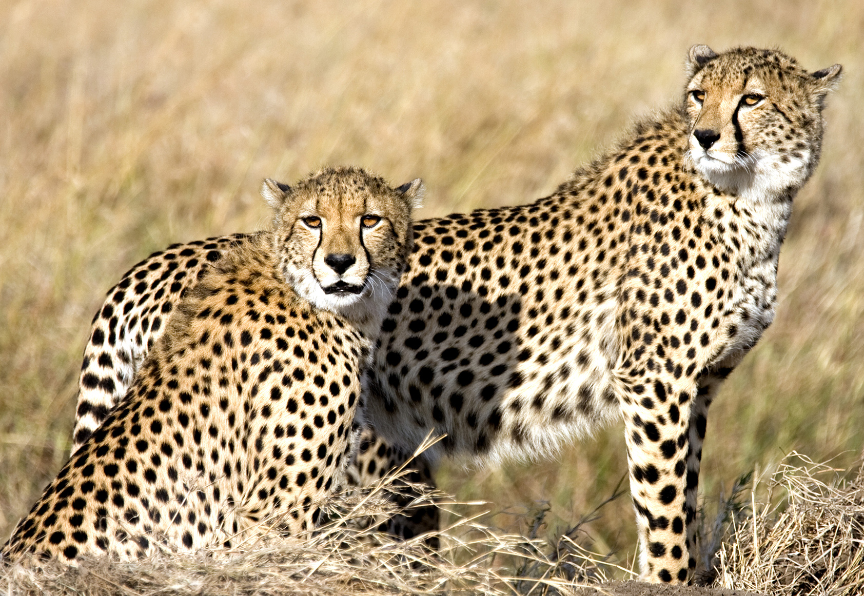 Beautiful Cheetahs In The Wild Safari Adventures